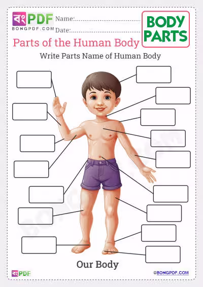Write Parts of the Body Worksheets Download