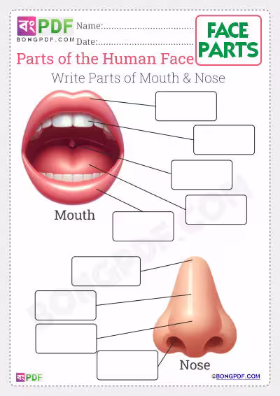 Write Parts of the Face PDF Worksheet Download